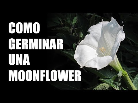 Video: Propagación de semillas de vid Moonflower - ¿Cómo cosecho semillas de Moonflower para plantar?