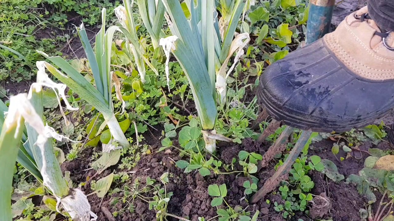 How To Harvest Leeks YouTube