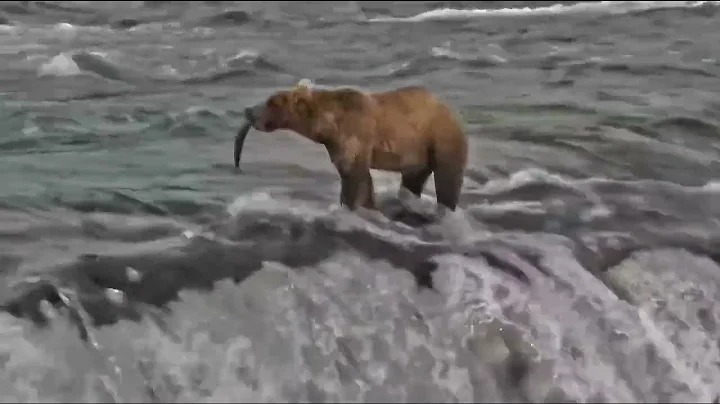 306 Fishes on the Lip - July 31, 2022 (explore.org)