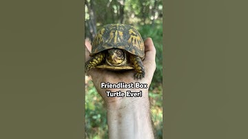 I think I may have found the most friendly wild Box Turtle ever!  #turtle #reptiles