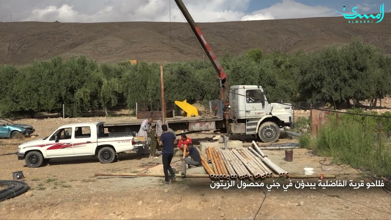 ناحية بعشيقة تشهد موسم جني الزيتون