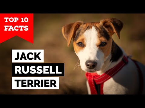 Video: Jack Russell Terrier Hundras Allergivänlig, Hälsa Och Livslängd