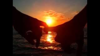 Joe Cocker-'Don't Let The Sun Go Down On Me'-1991