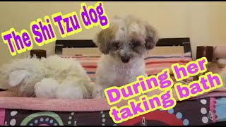 The Shi tzu dog (fluffy) Taking bath