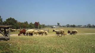 sheep and goat farm close up flock in different species and color by TMA WORLD No views 1 month ago 20 seconds