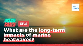 What are the long-term impacts of marine heatwaves?