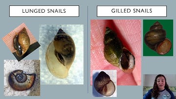 2 Minute Macro Video - Snailed It! Lunged Snails Vs. Gilled Snails