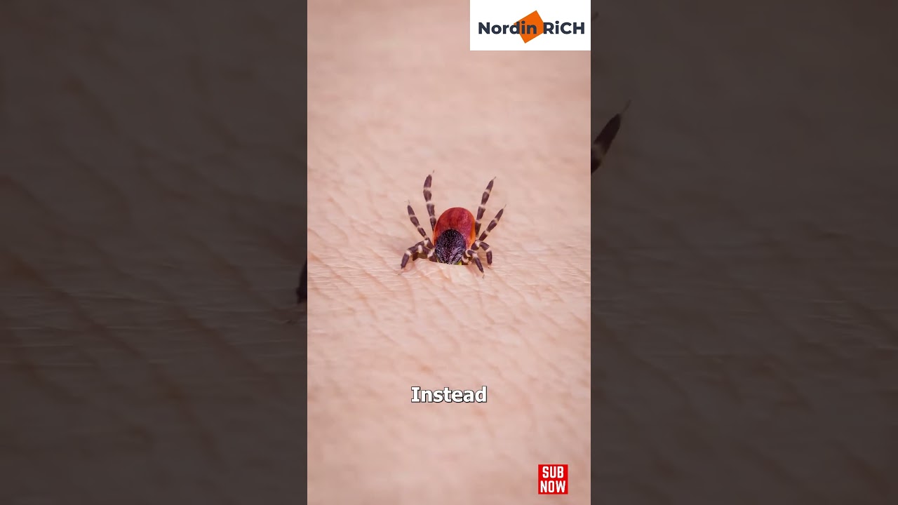 Hoe verwijder je een teek 🤢