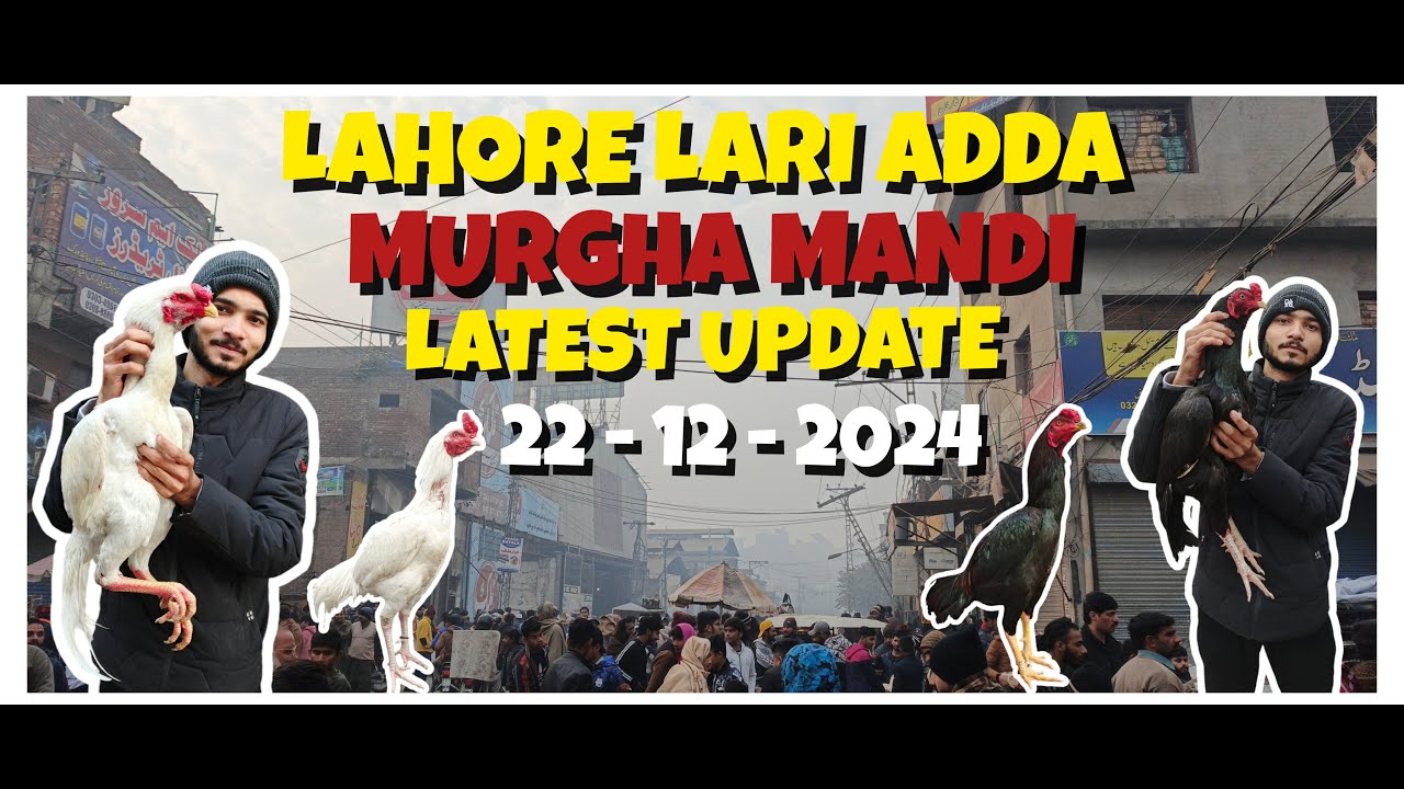 Larri Adda Aseel murga mandi lahore | Lahore larri adda murga mandi update #yt # ...