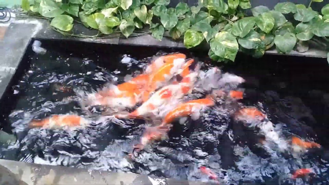 Contoh Cara Membuat Kolam Ikan Koi Lahan Sempit Rumah Minimalis YouTube