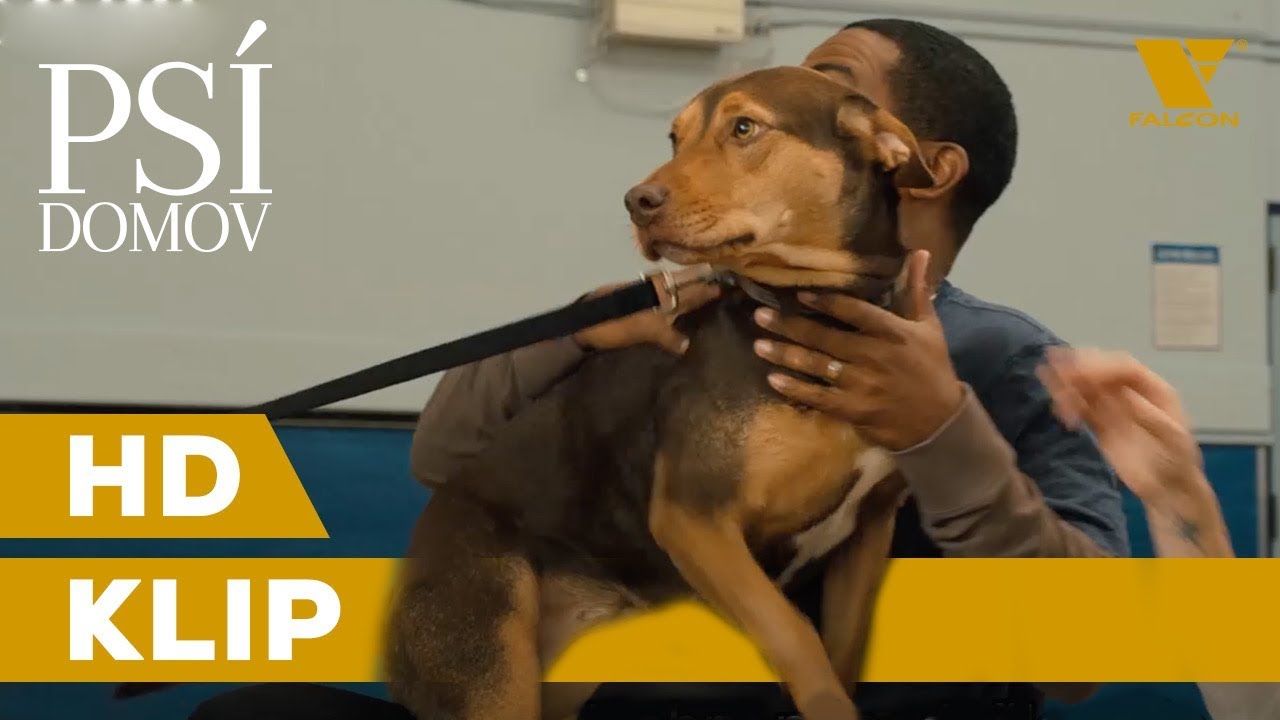 Psí domov (2019) HD Klip "Jdeme do práce" | CZ titulky