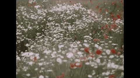 Thumbnail of hey barbara - iv of spades (slowed+reverb)