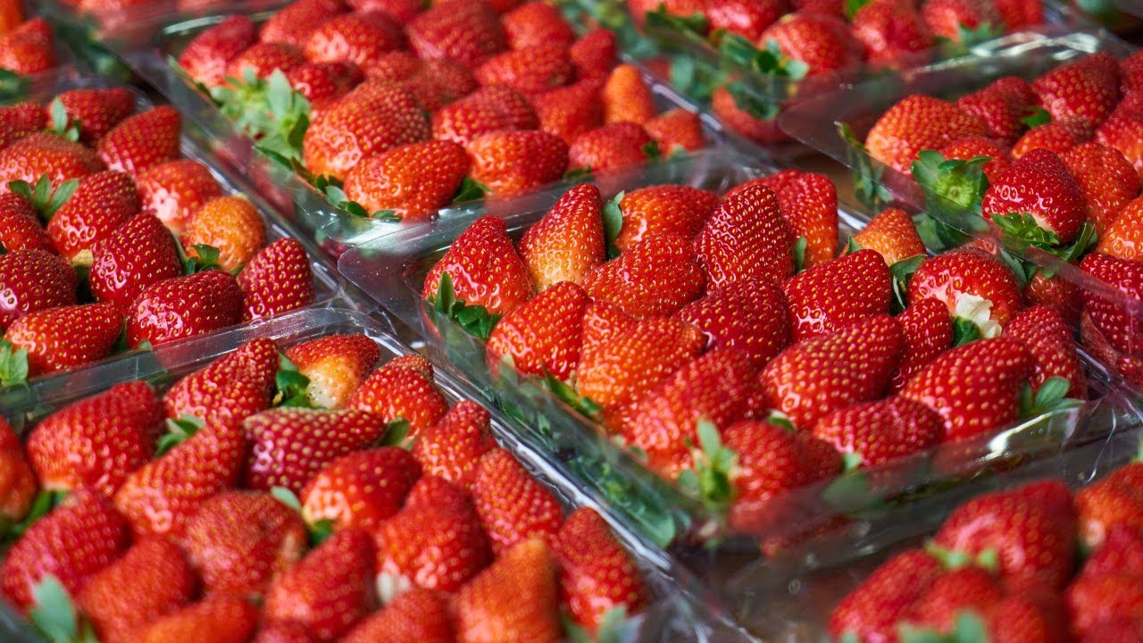 How to Excellent picking Strawberries ।। amazon Strawberries ।। Several official