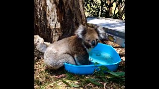 Koala Takes A Bath