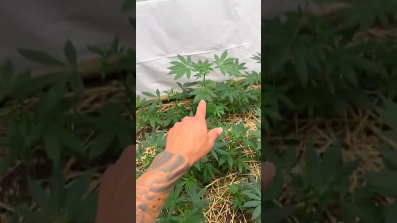 New seed hunt in the 4x8 bed