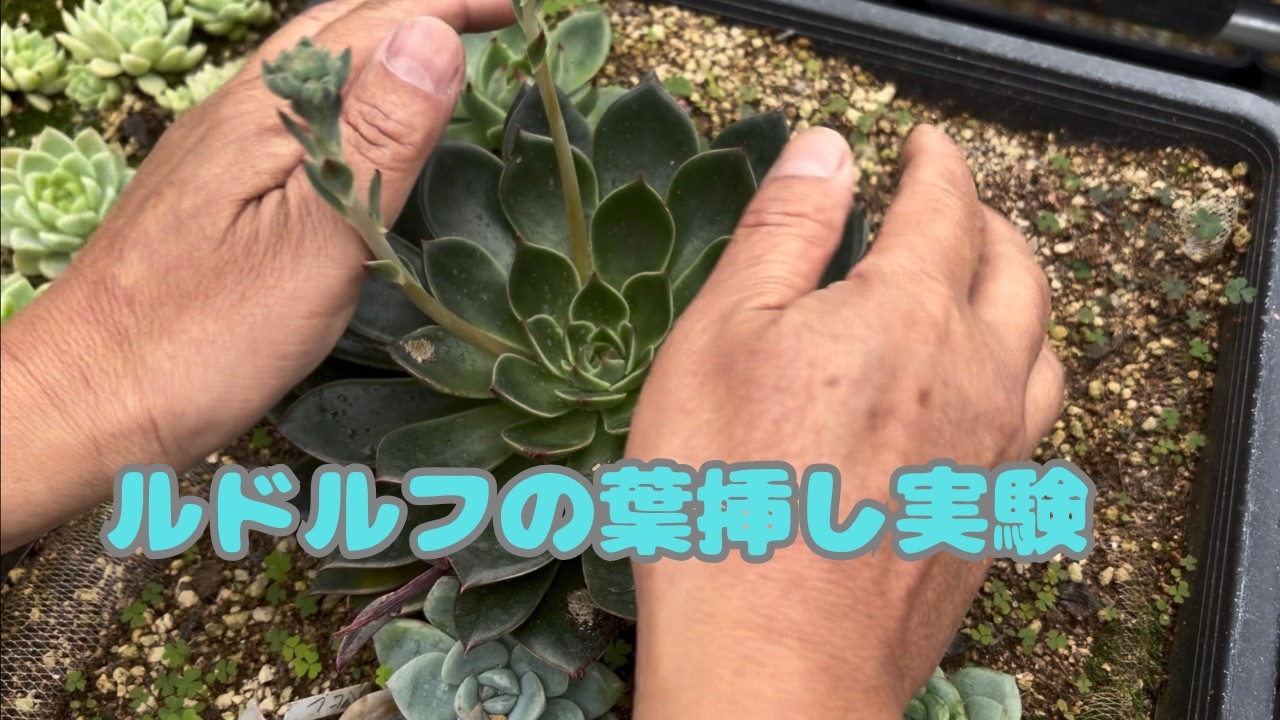多肉植物）ルドルフのおっきい葉っぱで葉挿し⭕️ - YouTube