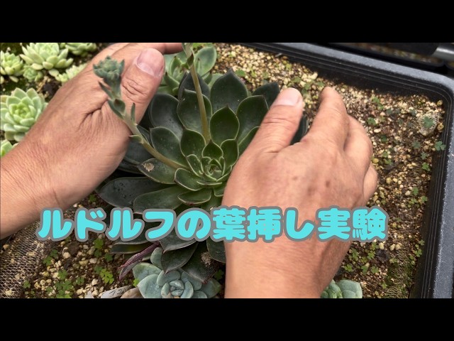 多肉植物）ルドルフのおっきい葉っぱで葉挿し⭕️ - YouTube
