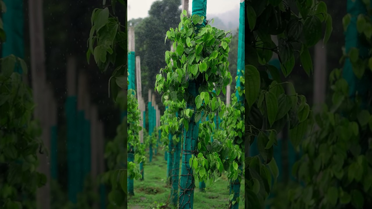 Reasons for choosing artificial standards for growing black pepper plants | Kumbukkal #Kurumulak