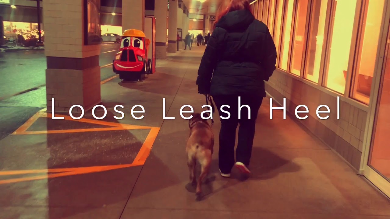 New Hampshire Dog Trainer/ Manchester Dog Trainer/ Aggressive 2 year