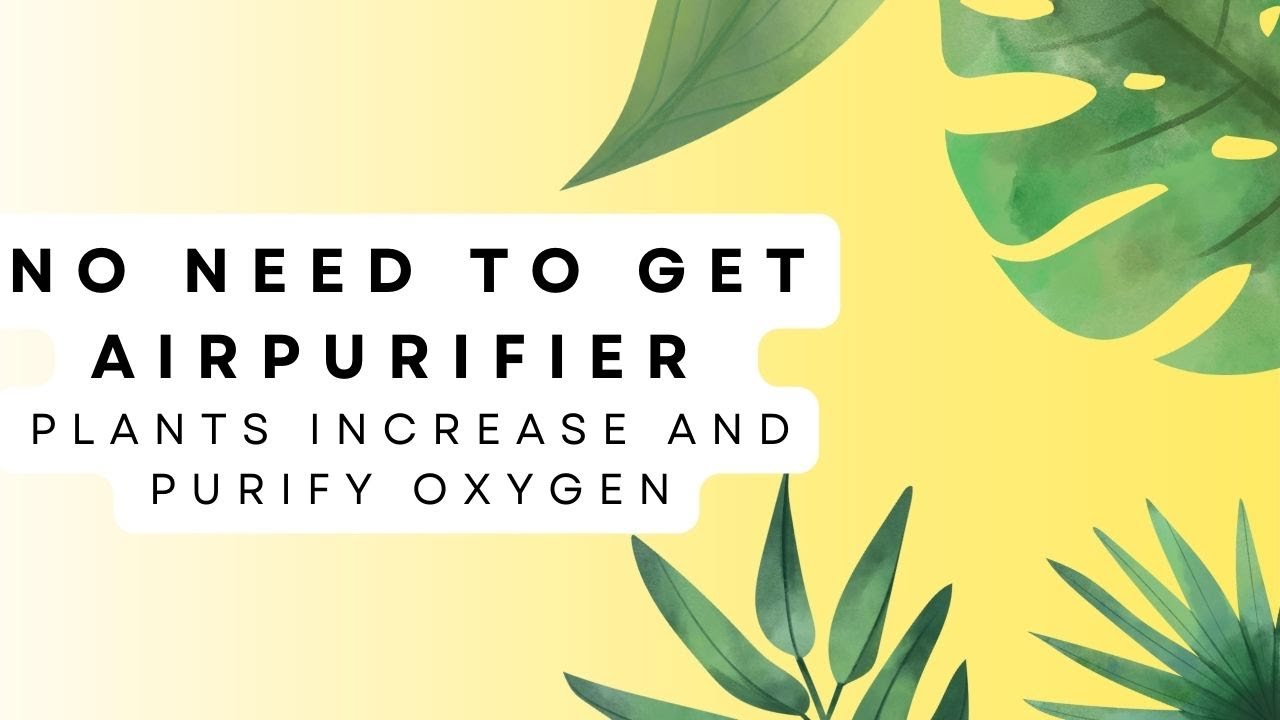 No need to buy expensive air purifiers. Buy these plants instead