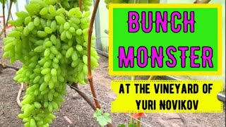 Play video: Vineyard of Yuri Novikov. Overview of new grape varieties / Grape varieties