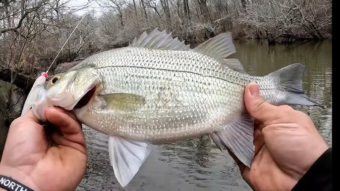 Are you Ready for the White Bass Run? 