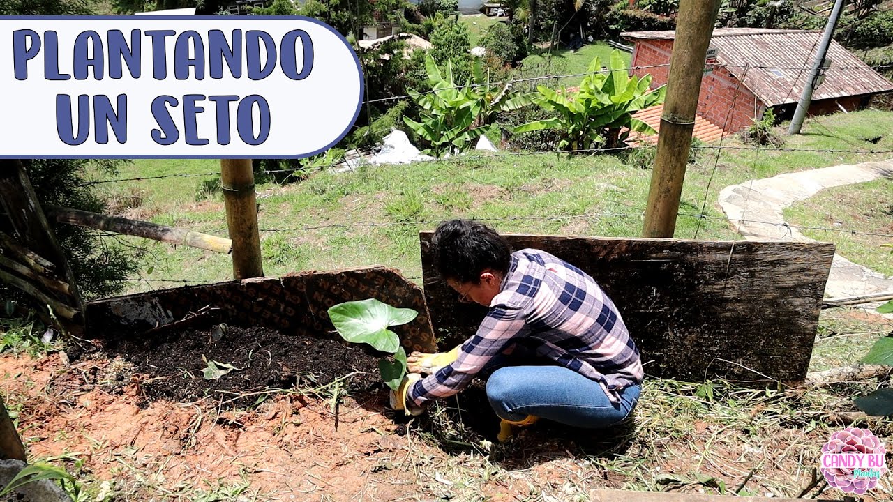 Sembrando un CERCO VIVO CON ARBUSTOS EUGENIO al borde de la finca │Candy Bu