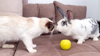The First Meeting of a Cat and a Rabbit