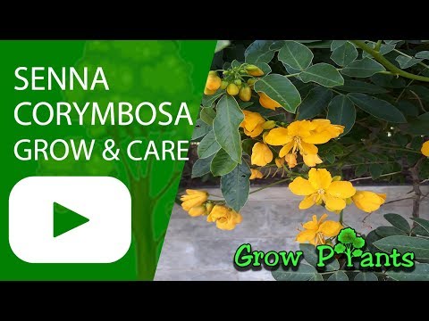 Senna corymbosa - grow and care