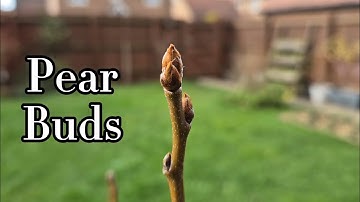 Pear Tree Buds - Fruiting Vs Vegetative Buds