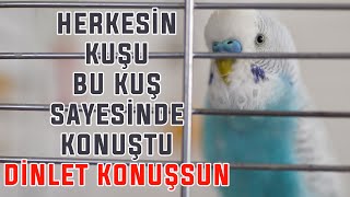 Herkesi̇n Kuşu Bu Kuş Sayesi̇nde Konuşuyor Sen De Di̇nlet Konuşsun Konuşan Muhabbet Kuşu Eği̇ti̇mi̇