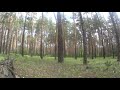 Забытая камера (ч 2)Лес , тишина , ветер , птицы\Forgotten camera (part2)Forest,silence,wind,birds