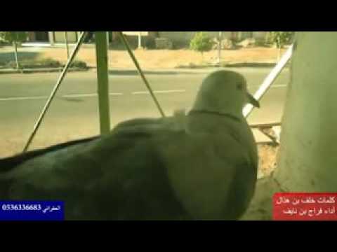 شيلة ضيقت صدري يا حمام الدار رووووووعه