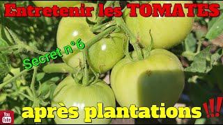 L'entretien des plants de TOMATES après plantation !! 🍅