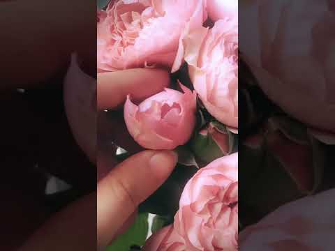 لم نخلق عبثا 