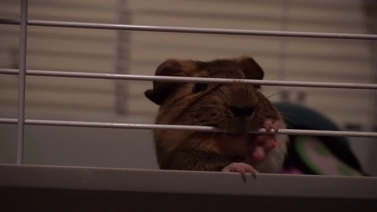 Guinea Pig Biting Bars of Cage - YouTube