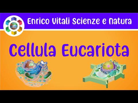 Videó: Nukleoid jelen van az eukarióta sejtben?