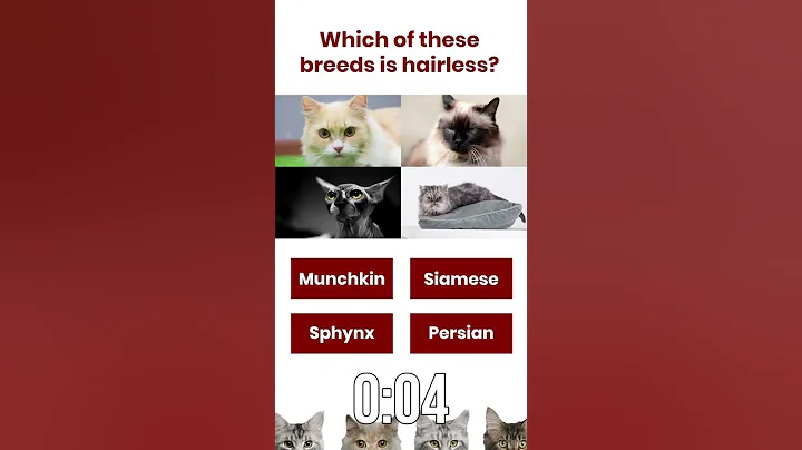 Video 1672561: hairless breed, cat kitten, cat lovers