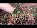 Record red wiggler reveal