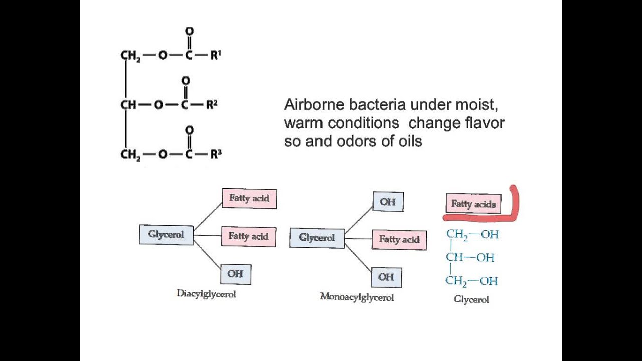 lipids introduction to reactions YouTube