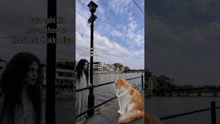 😂 #cat #sheru #catlover #relatable #funnyvideo #catreels #viralshorts #youtubeshorts #fyp #trending