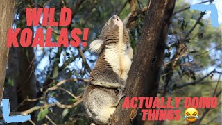 Collection of Koala clips: By CNZdenek of wild koalas