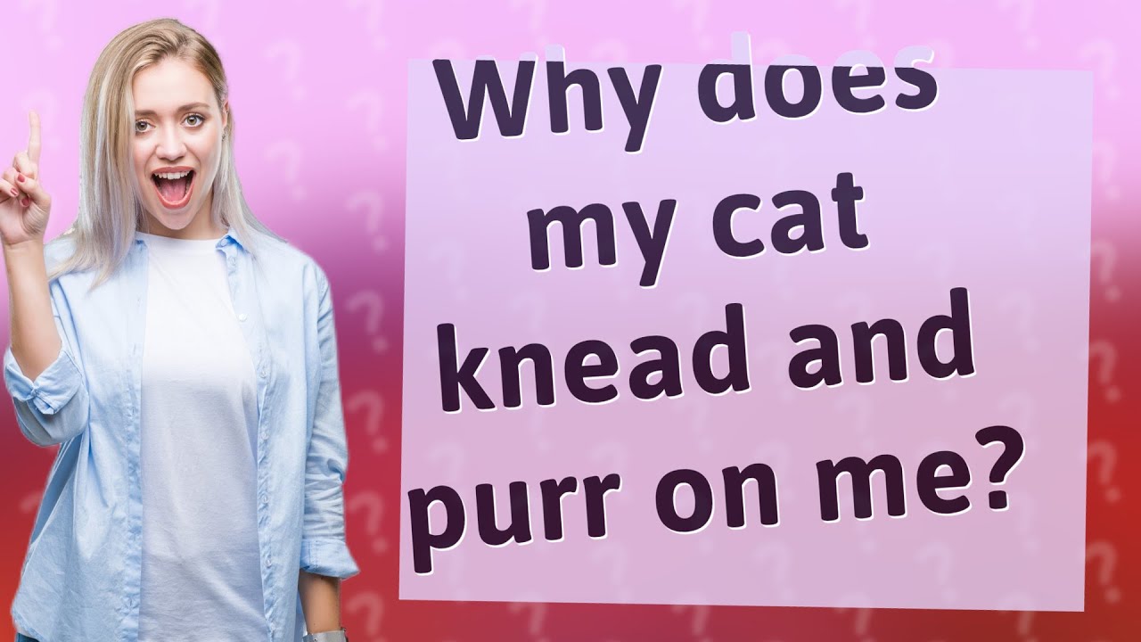 Why does my cat knead and purr on me? YouTube