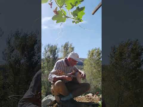 Mustafa Karaçelebi'den Yine