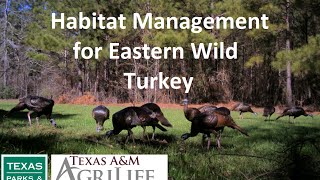 Habitat Management for Eastern Wild Turkey