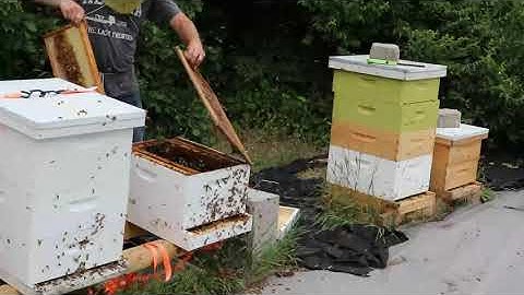 How to Fix Beehives With Laying Workers w.o. Losing Your Bees