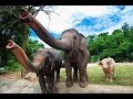 Открытый зоопарк Кхао Кхео Khao Kheo Open Zoo Thailand