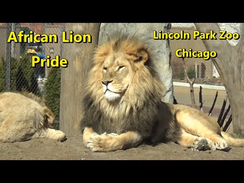 Lincoln Park Zoo African Lion Pride Feb 29 2024 1 Year Old Lion Cub Lomelok To Have Spinal Surgery