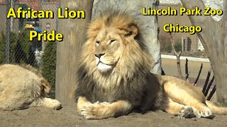 Lincoln Park Zoo African Lion Pride Feb 29 2024 - 1 Year old lion cub Lomelok to have spinal surgery