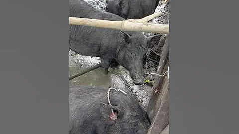 perfect cage for native pigs in all seasons/baboy ramo/black pig.episode 1